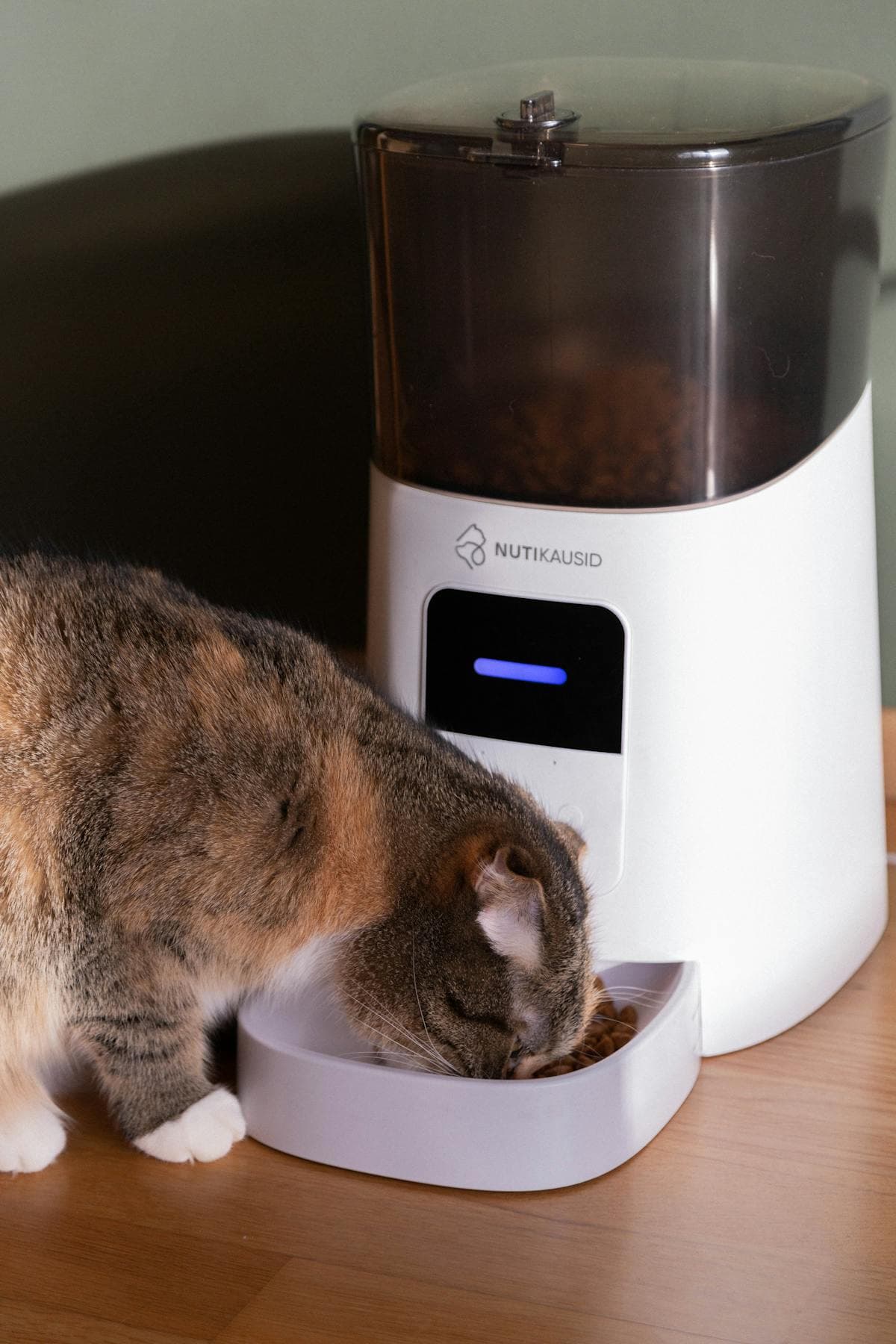 Best Smart Pet Feeders: Automatic Feeding Done Right